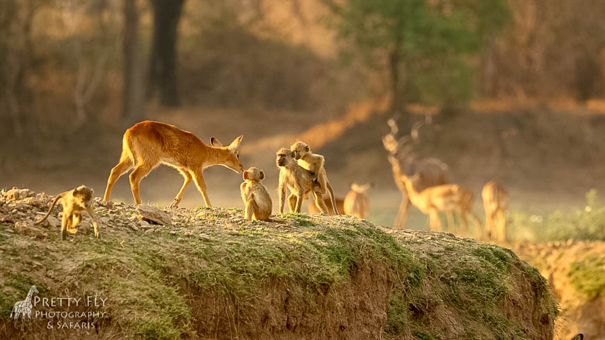 Wildlife image from photo safari with edward selfe in south luangwa national park.