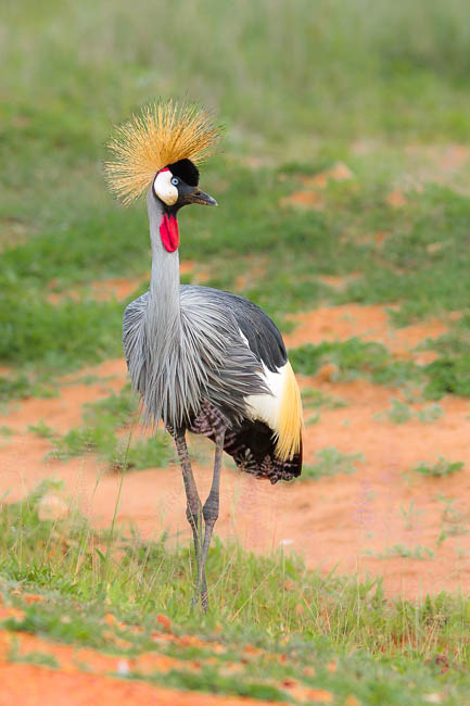 Crowned Cranes on safari in South Luangwa National Park with Edward Selfe