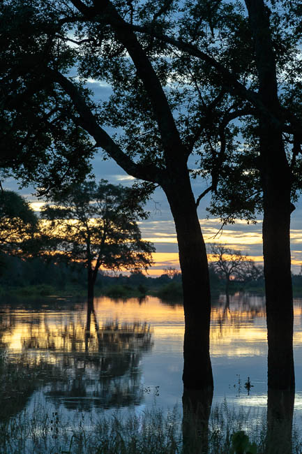 Wildlife image from photo safari with edward selfe in south luangwa national park.
