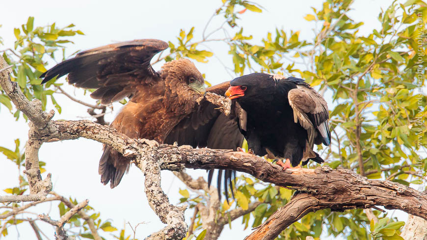A Bateleur feeds its chick in South Luangwa National Park
