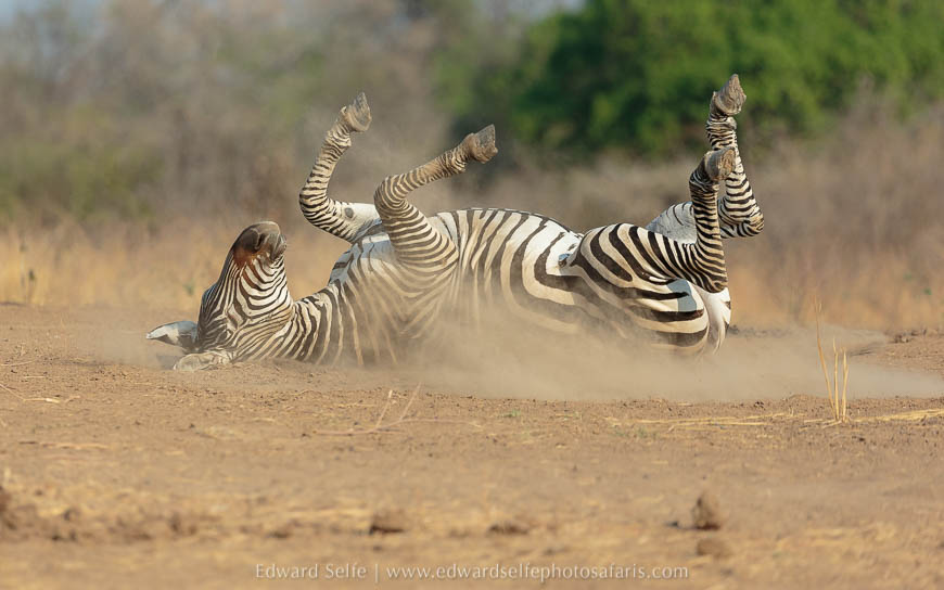 Wildlife image on photo safari with edward selfe in south luangwa national park.