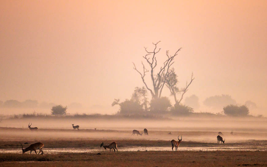 Images of wildlife from photo safari with edward selfe in zambia.