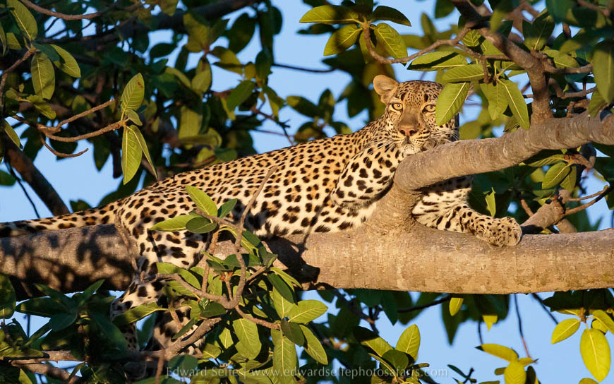 Wildlife image from photo safari with edward selfe in south luangwa national park.