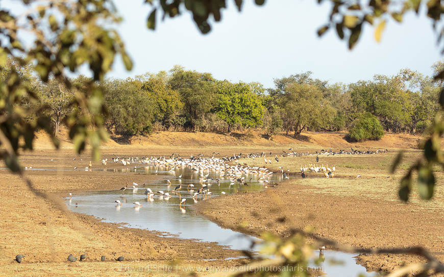 Wildlife image from photo safari with edward selfe in south luangwa national park.