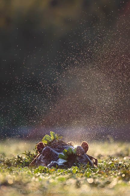 Wildlife image from photo safari with edward selfe.
