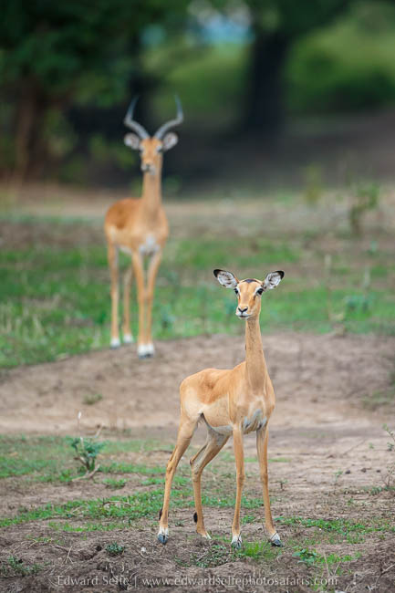 Wildlife image from photo safari with edward selfe in south luangwa national park.
