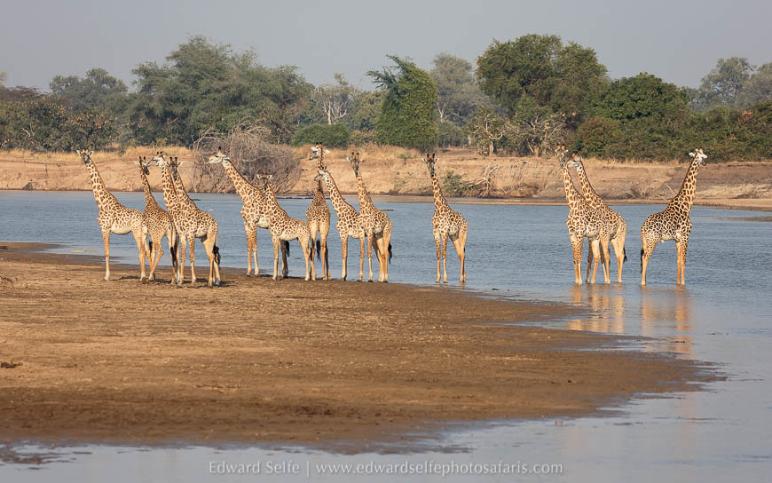 Giraffes along the river on photo safari with Edward Selfe in South Luangwa National Park./><figcaption align=justify