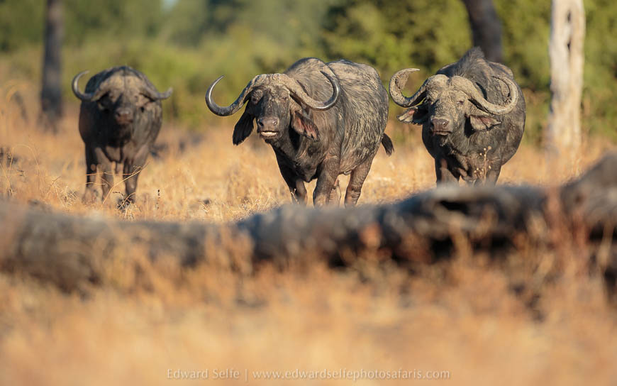 Wildlife image from photo safari with edward selfe in south luangwa national park.