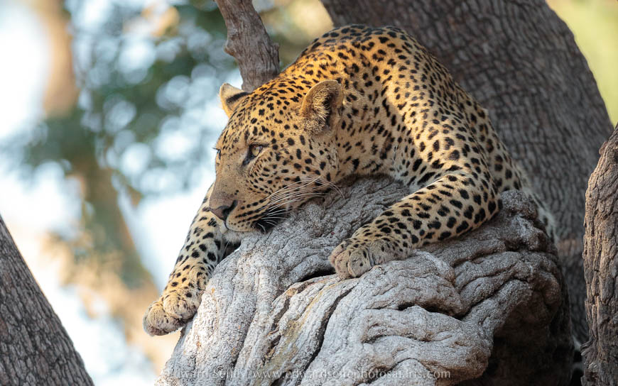 Leopard resting on creeper photo safari with edward selfe in south luangwa national park.