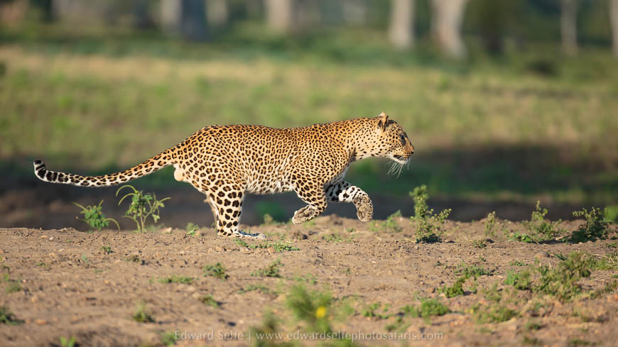 Wildlife image from photo safari with edward selfe.
