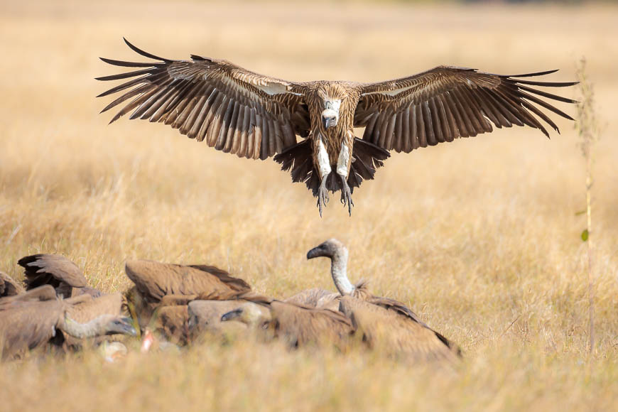 Images of wildlife from photo safari with edward selfe in zambia.