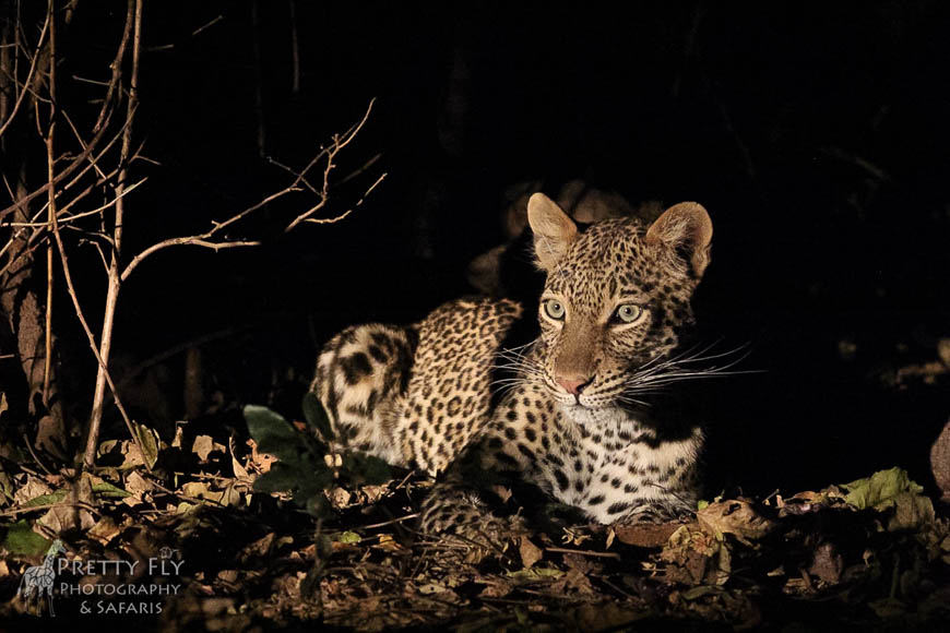 Wildlife image from photo safari with edward selfe in south luangwa national park.