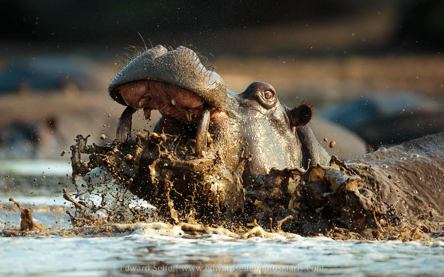 Wildlife image from photo safari with edward selfe safaris.