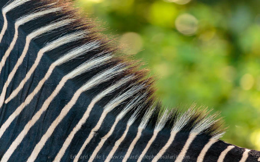 Wildlife image from photo safari with edward selfe.