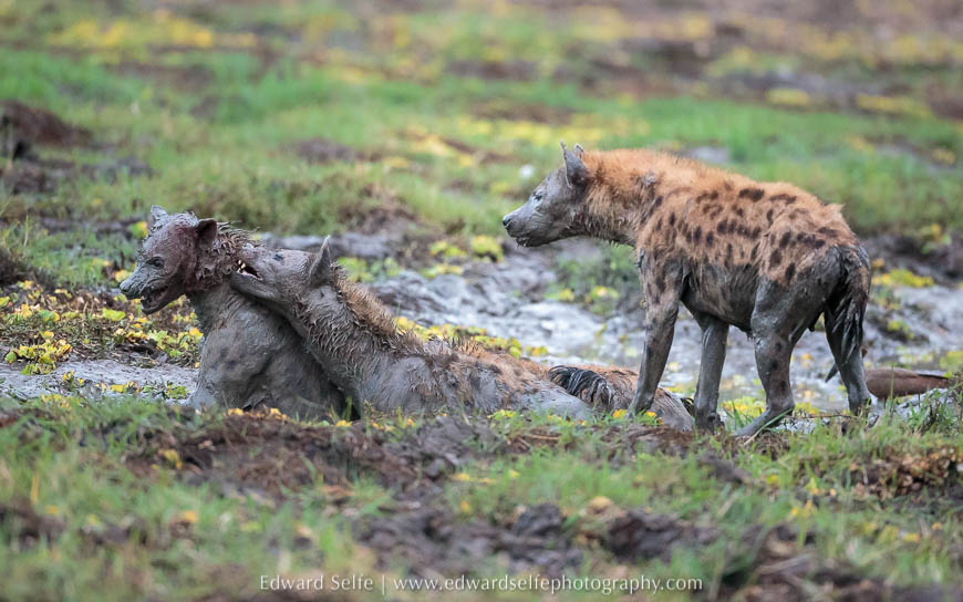Hyaenas attack another hyaena in South Luangwa National Park.