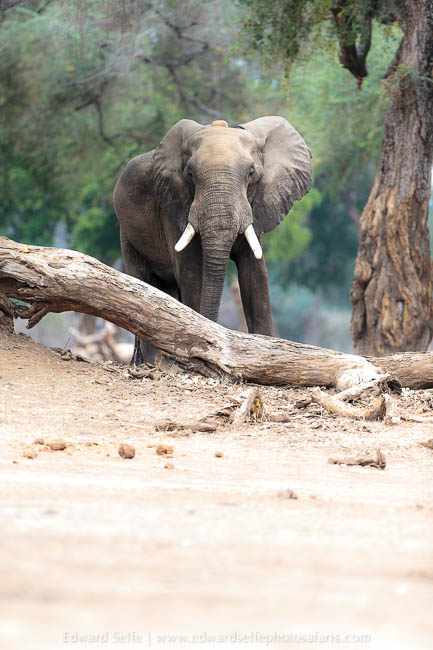 Wildlife image from photo safari with edward selfe safaris.