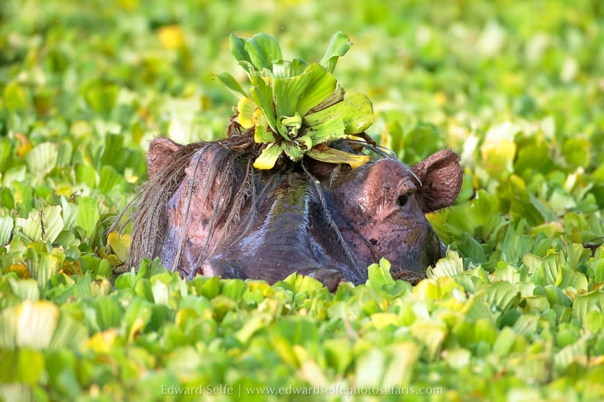 Wildlife image from photo safari in south luangwa with edward selfe.