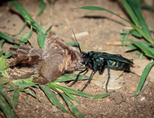 Wildlife: Spider-wasp takes on a large baboon spider