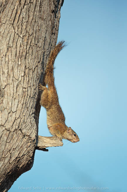 Wildlife image from photo safari with edward selfe in south luangwa national park.