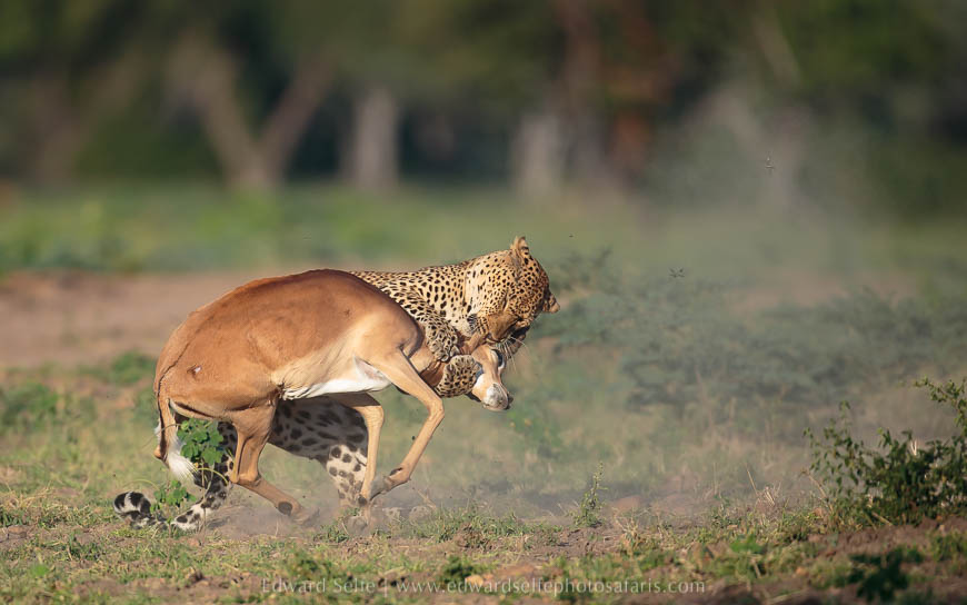 Wildlife image from photo safari with edward selfe.