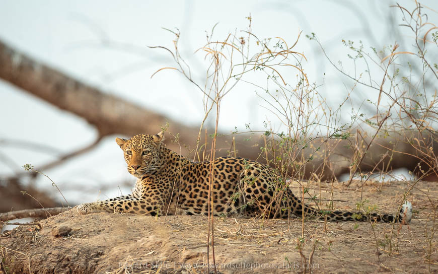 Wildlife image from photo safari with edward selfe in south luangwa national park.