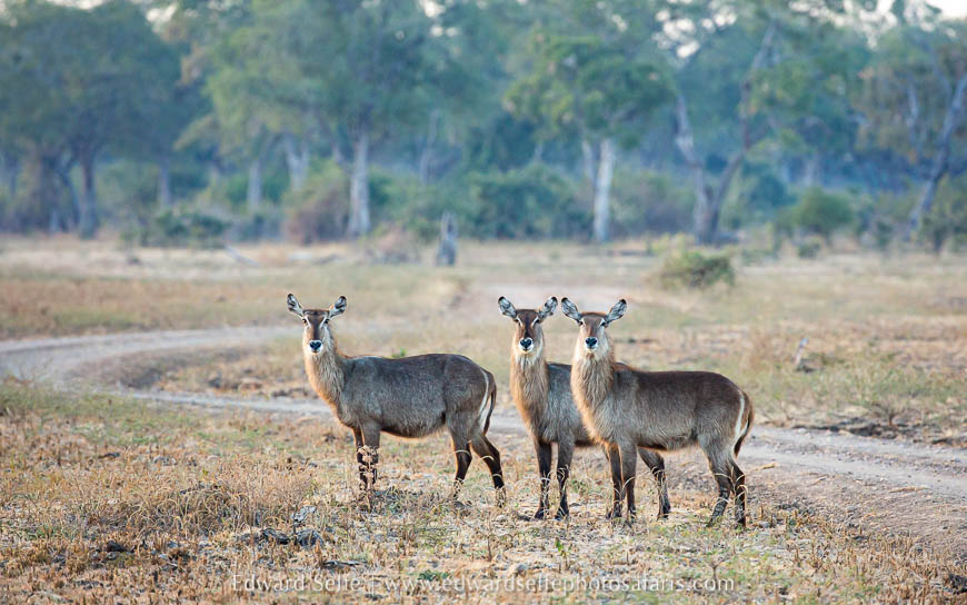 Wildlife image from photo safari with edward selfe.