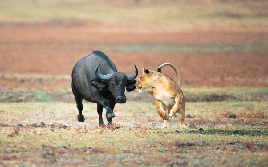 Wildlife image from photo safari with edward selfe in south luangwa national park.