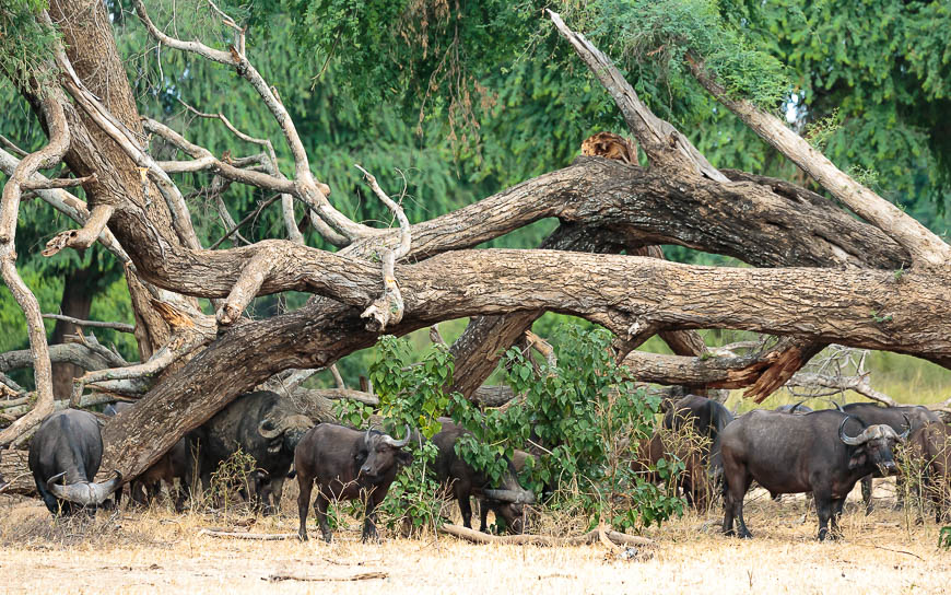 Images of wildlife from photo safari with edward selfe in zambia.