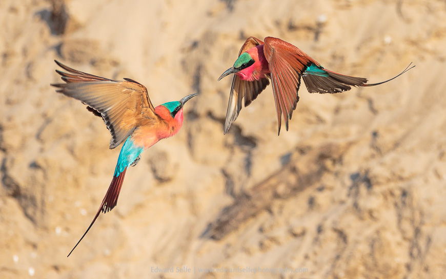A tussle between two Carmine bee-eaters at the nesting colony in Luangwa.