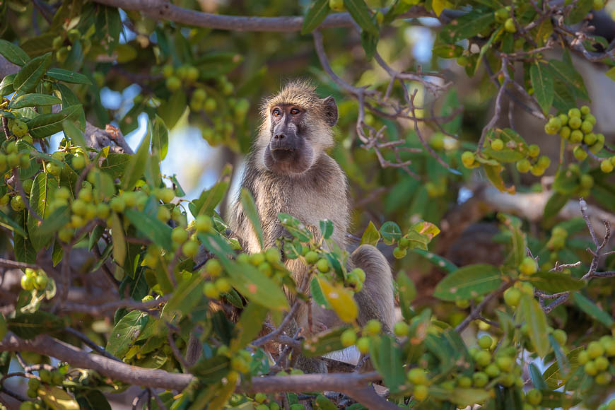 Images of wildlife from photo safari with edward selfe in the nsefu sector.