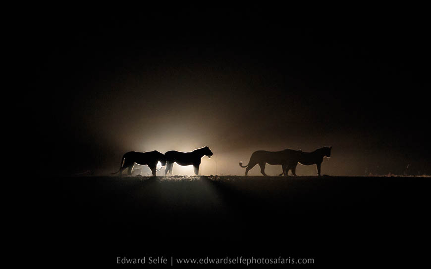 Lions reform after being split up on photo safari in south luangwa national park.