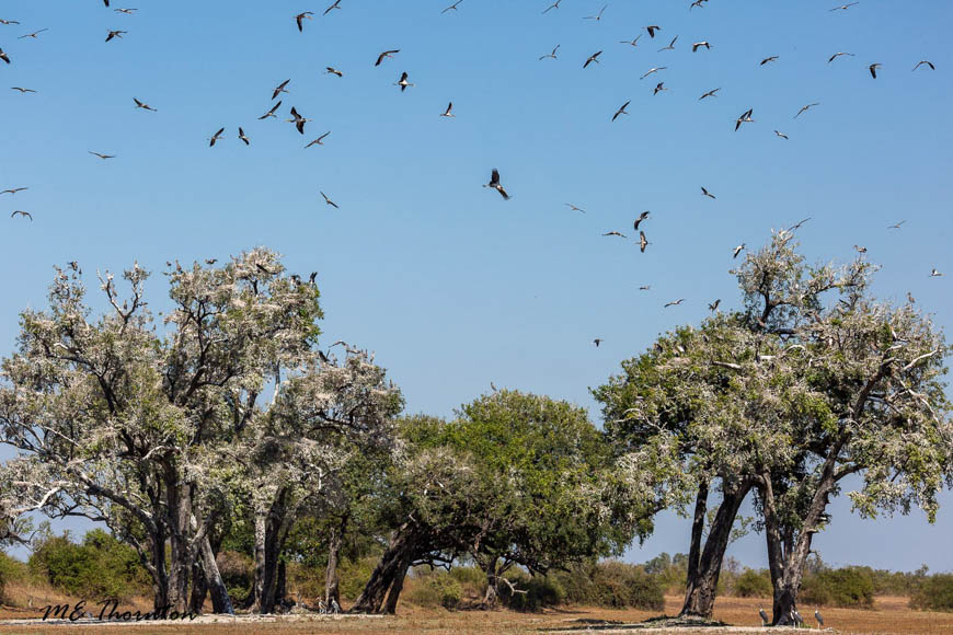 Wildlife image by michael thornton from photo safari in south luangwa with edward selfe.
