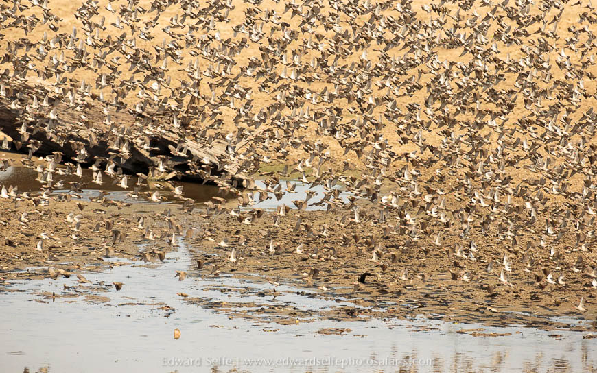 Wildlife image from photo safari with edward selfe in south luangwa national park.