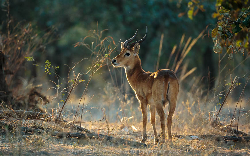 Wildlife image from photo safari with edward selfe in south luangwa national park.