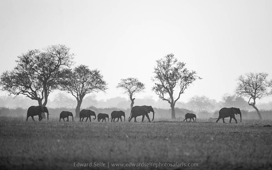 Wildlife image from photo safari with edward selfe in south luangwa national park.