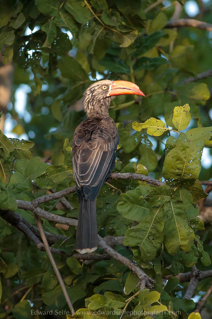Wildlife image from photo safari with edward selfe.