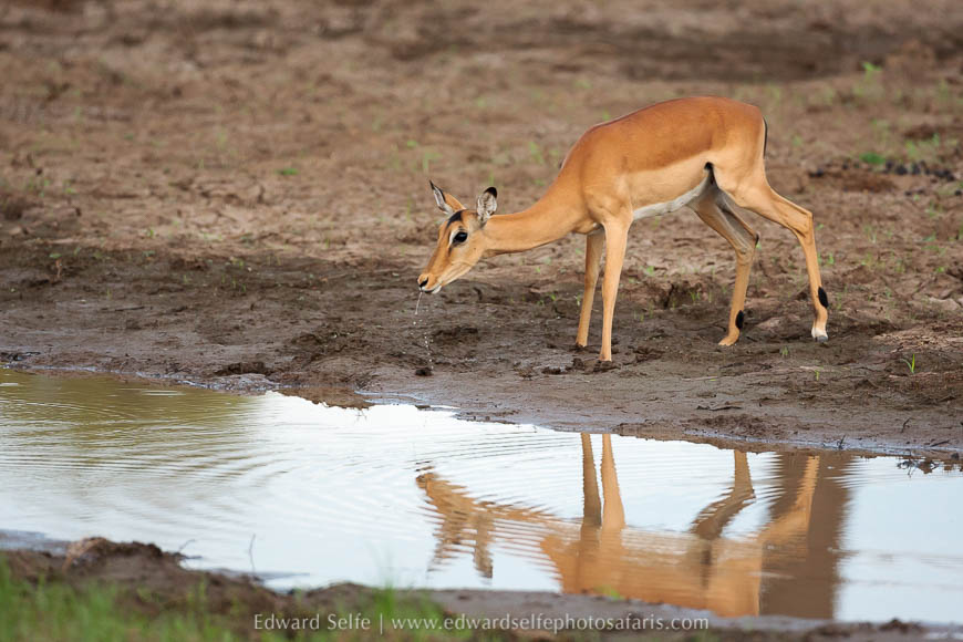 Wildlife image from photo safari with edward selfe in south luangwa national park.