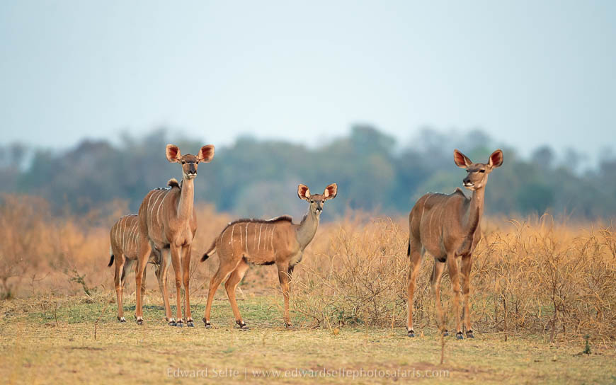 Wildlife image from photo safari with edward selfe in south luangwa national park.