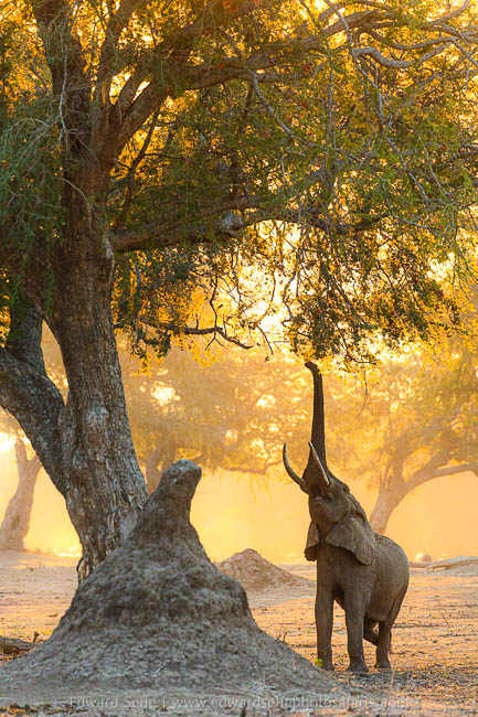 Wildlife image from photo safari with edward selfe safaris.