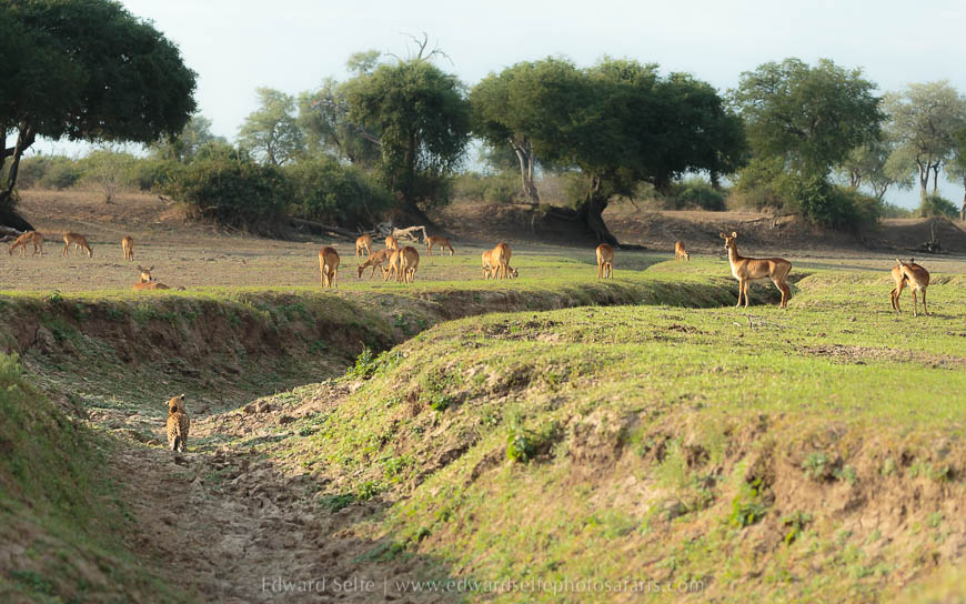 Wildlife image from photo safari with edward selfe in south luangwa national park.