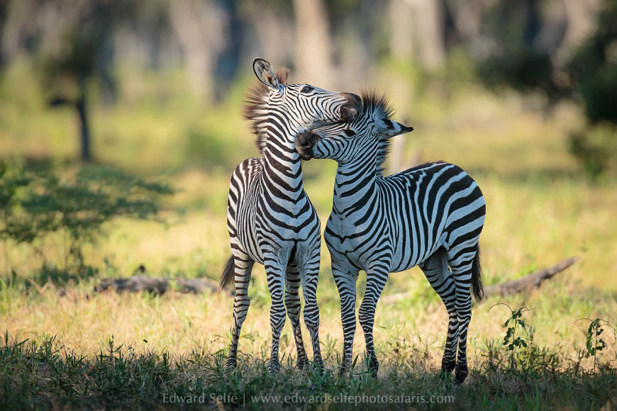 Wildlife image from photo safari with edward selfe.