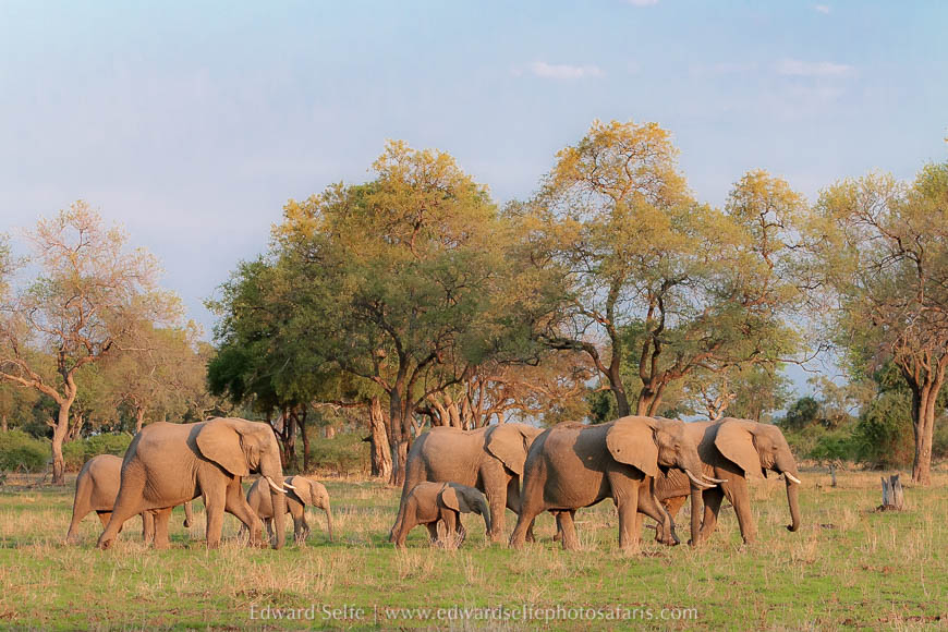 Wildlife image from photo safari with edward selfe in south luangwa national park.