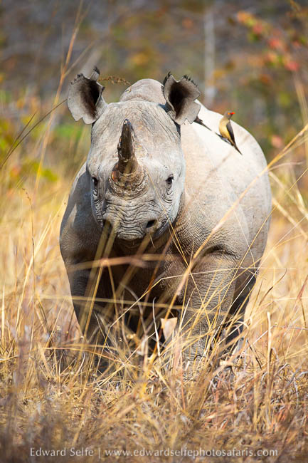 Wildlife image from photo safari with edward selfe.