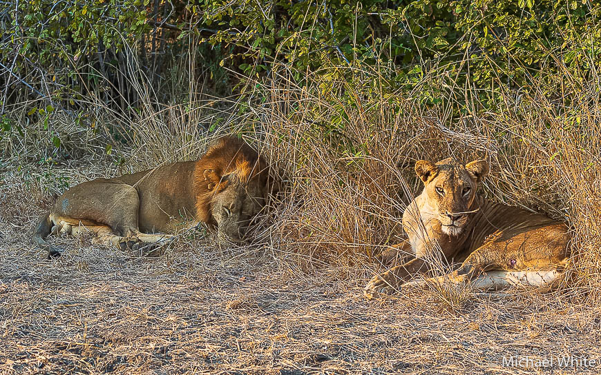 Mike white’s image of wildlife from photo safari with edward selfe in zambia.