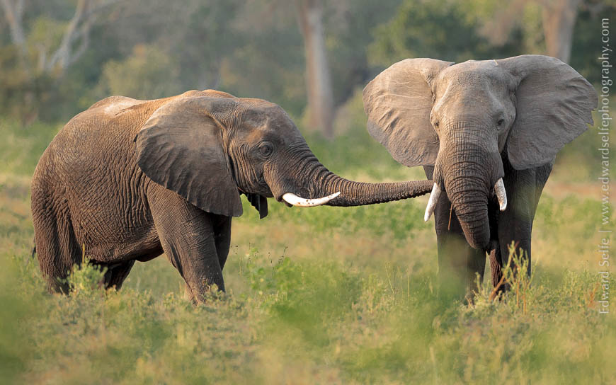 Elephants greet each other surrounded by thick vegetation on safari in South Luangwa National Park.