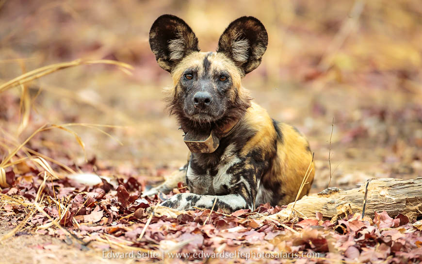 Wildlife image from photo safari with edward selfe.