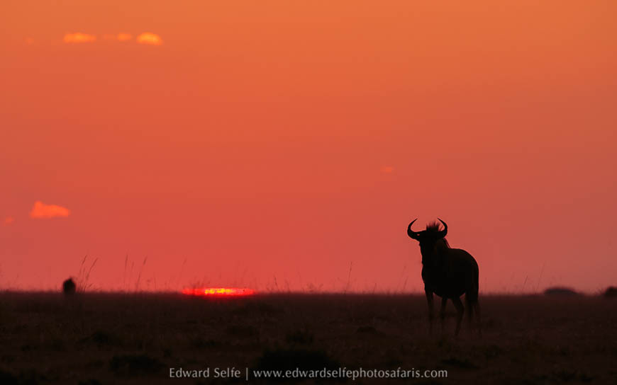 Wildlife image from photo safari with edward selfe.