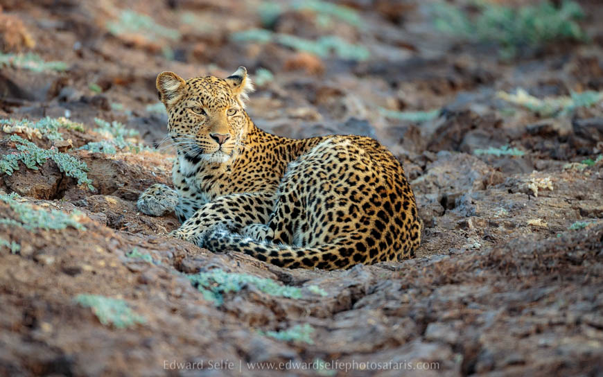 Wildlife image from photo safari with edward selfe in south luangwa national park.
