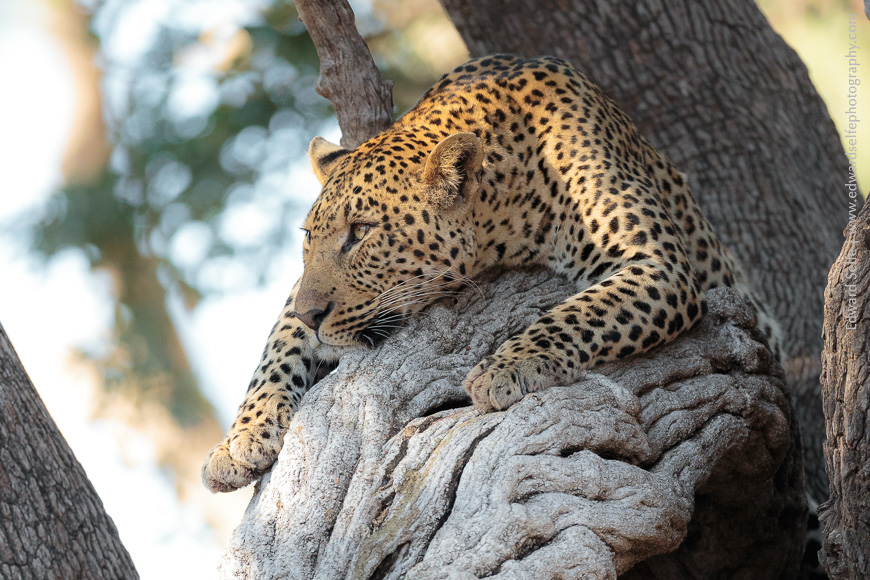 A sub-adult male leopard rests elegantly on a mature vine in South Luangwa National Park.