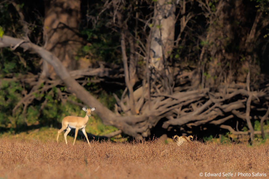 Image from exclusive luangwa photo safari by edward selfe